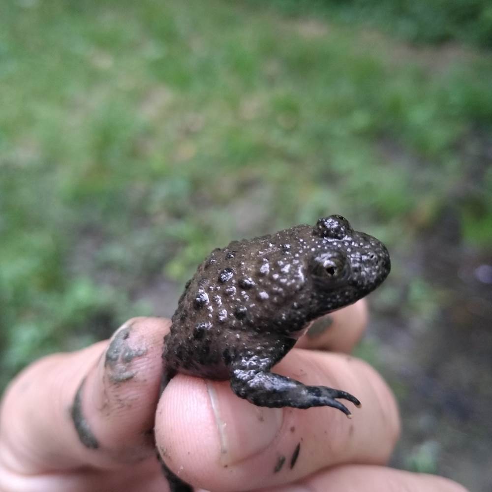 IMG_20190703_152210-presta