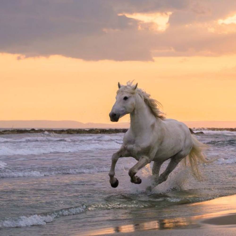 20250505_camargue_1423-1536x1024-presta