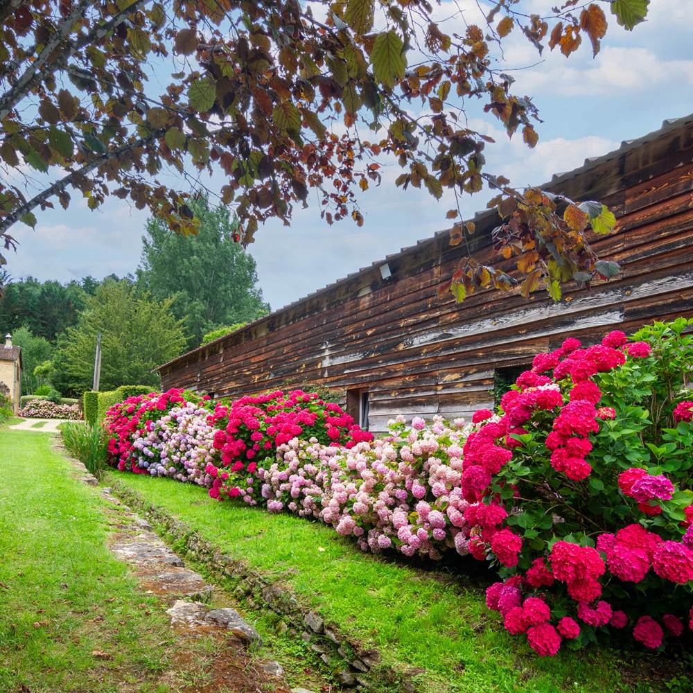 Allée d'hortensias en fleurs-gallery