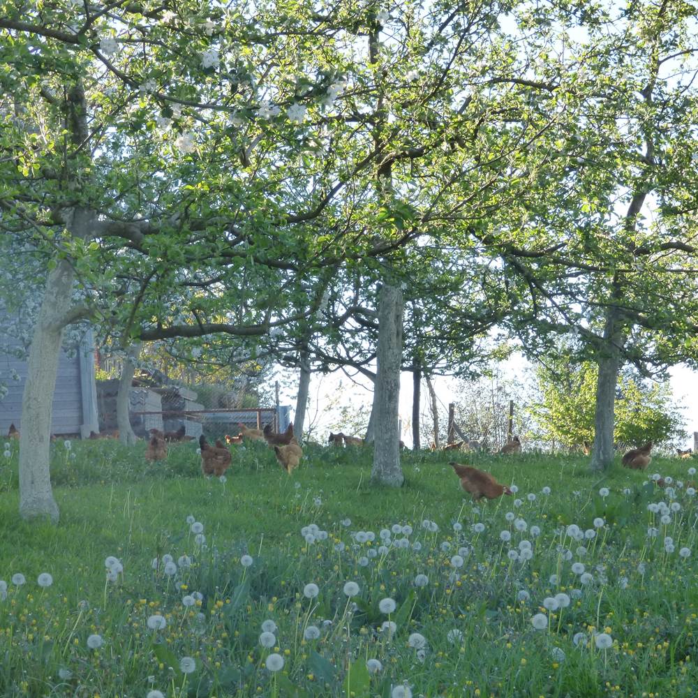 LE VERGER ET SES VOLAILLES-gallery