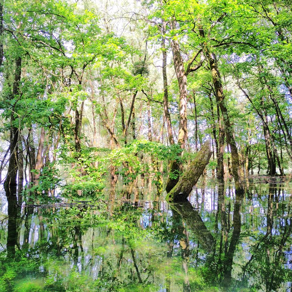 IMG_20190531_152004-presta