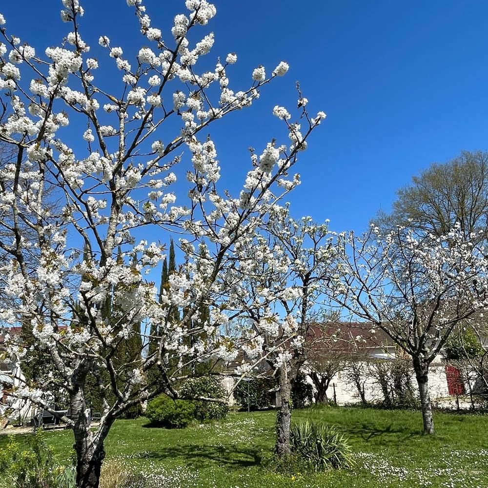 Le printemps au jardin-gallery