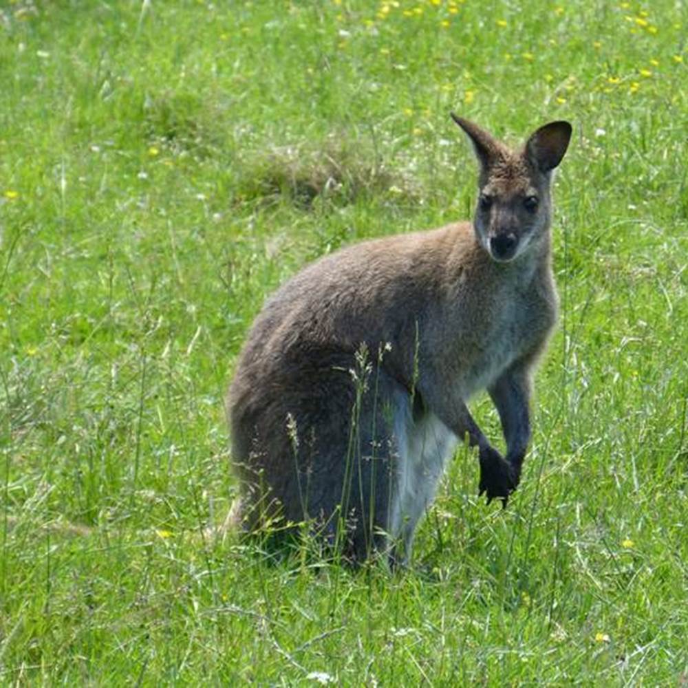 les wallabies-gallery