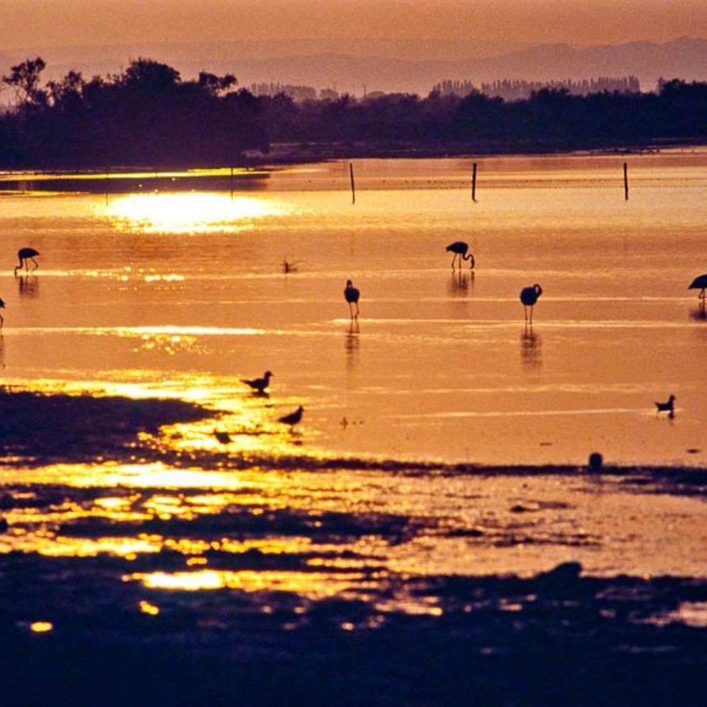 Etang_de_Vaccarès_en_Camargue-gallery