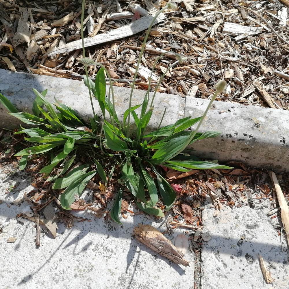 IMG_20200427_133225-presta