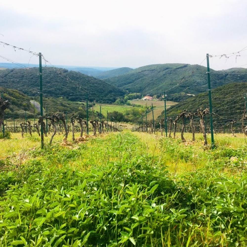 Gîte au cœur du parc naturel régional du Haut-Languedoc-presta