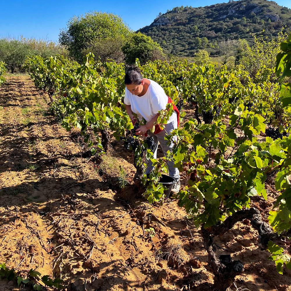vendanges 2023-presta