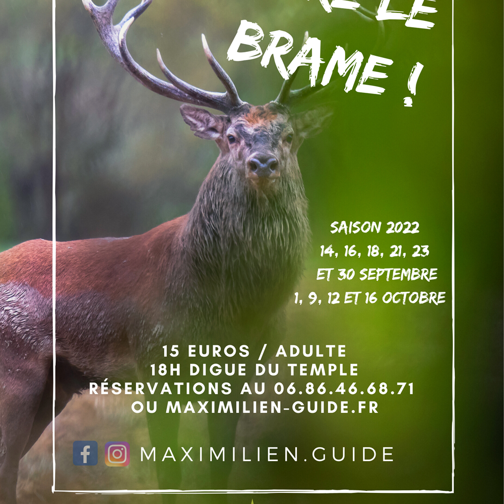 Copie de vivre le brame-presta