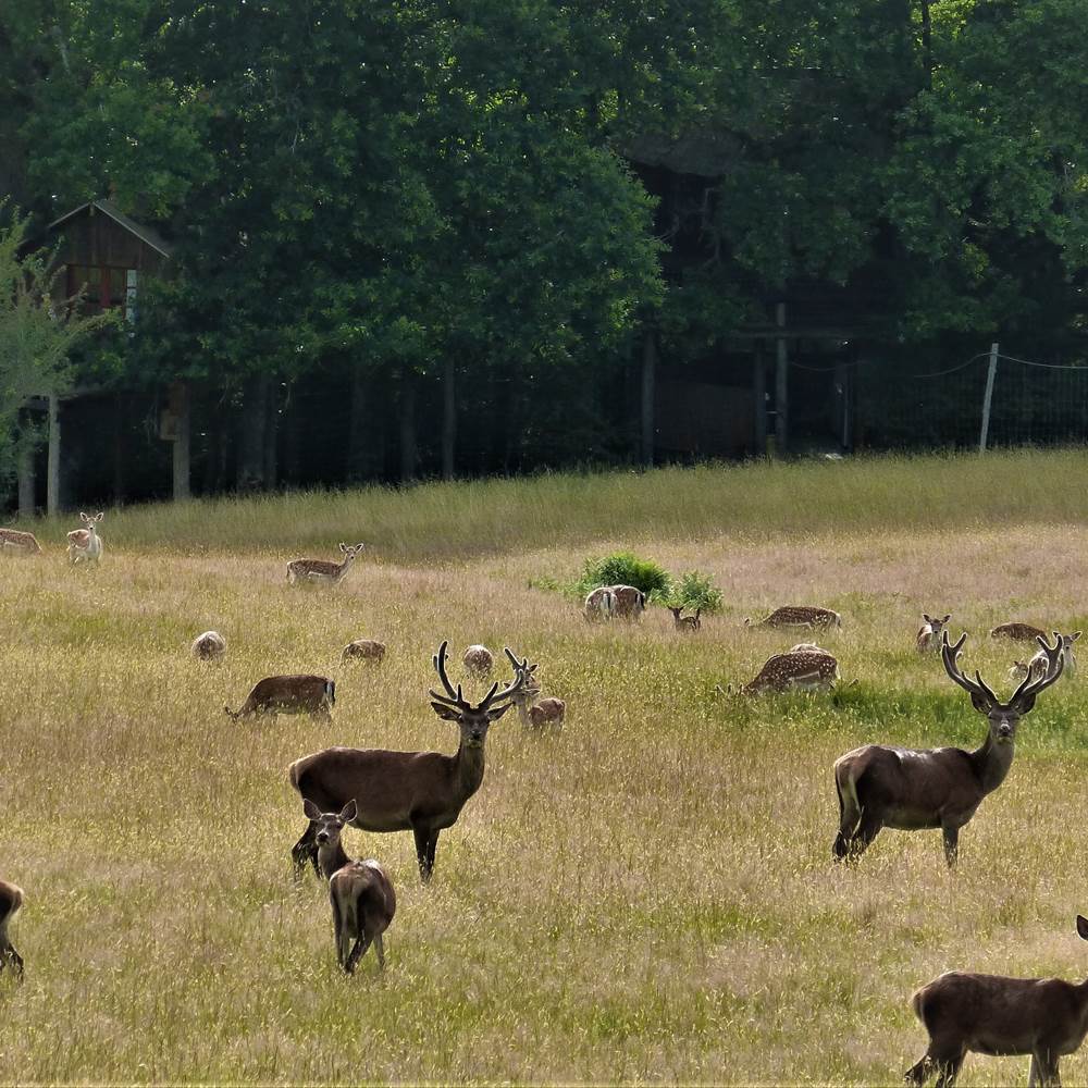 les cerfs-gallery