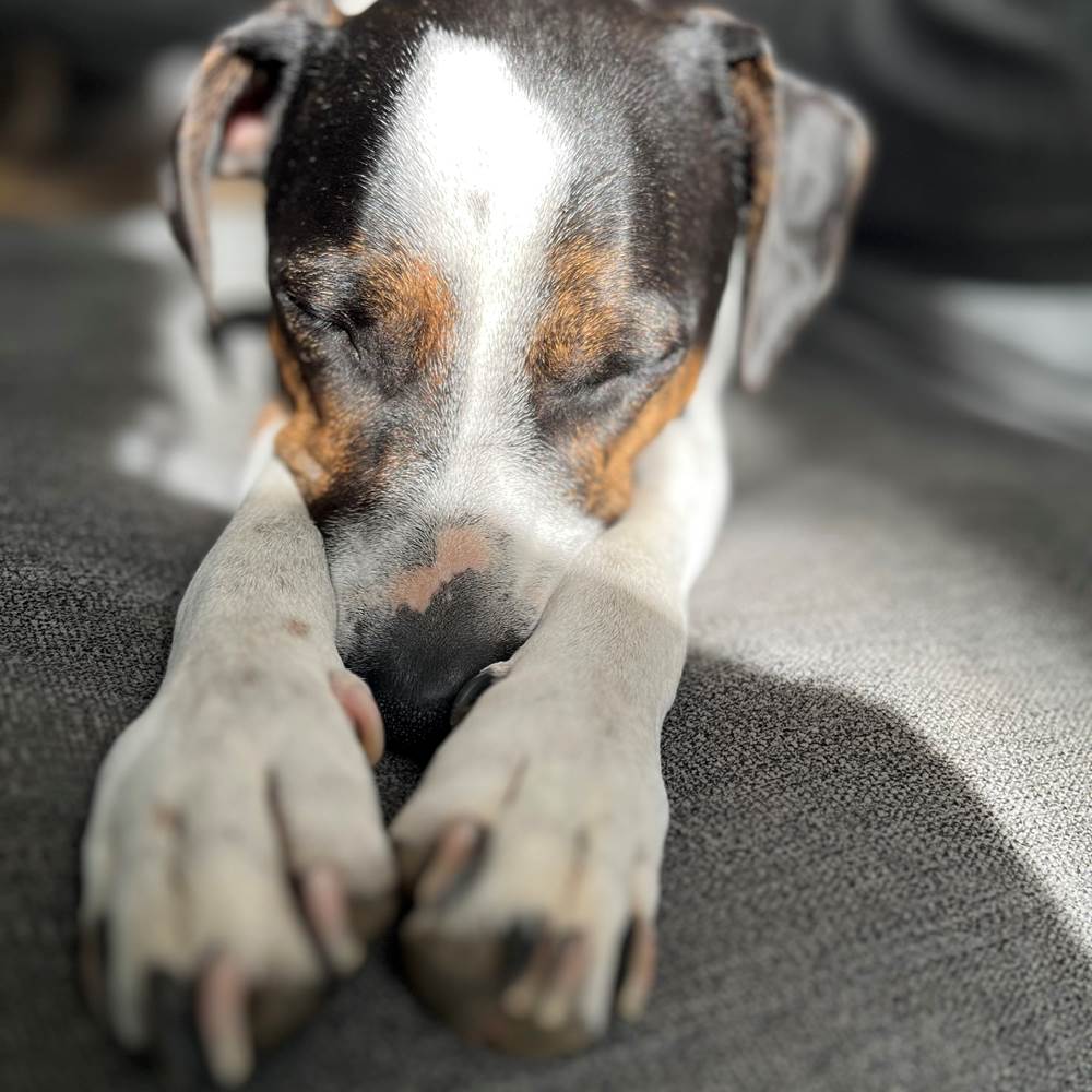 tempImagegpih3d-gallery