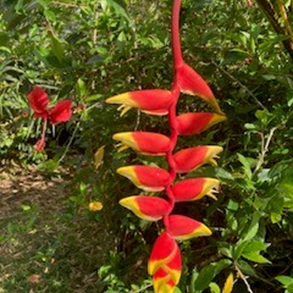 Héliconia rostré sur le parc de mounkapoussé Marie Galante Saint-Louis-presta