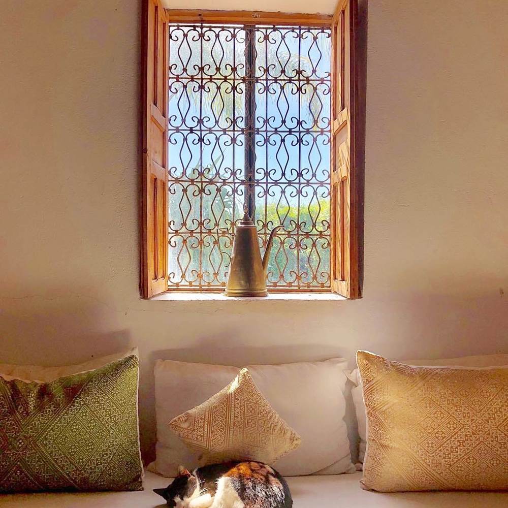 CHAT ET SIESTE-presta