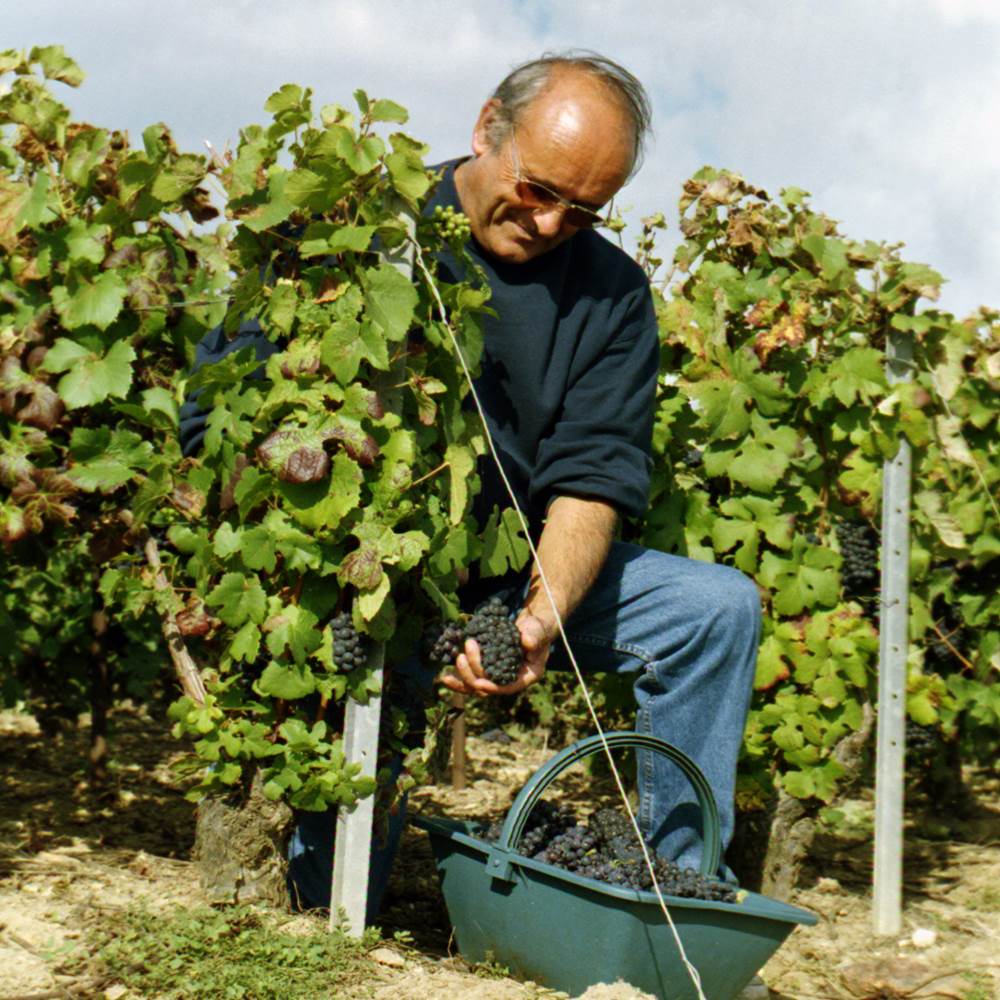Les Suites Champenoises- Vendanges en Champagne-gallery