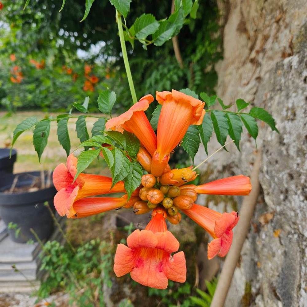 Trumpet flower-presta