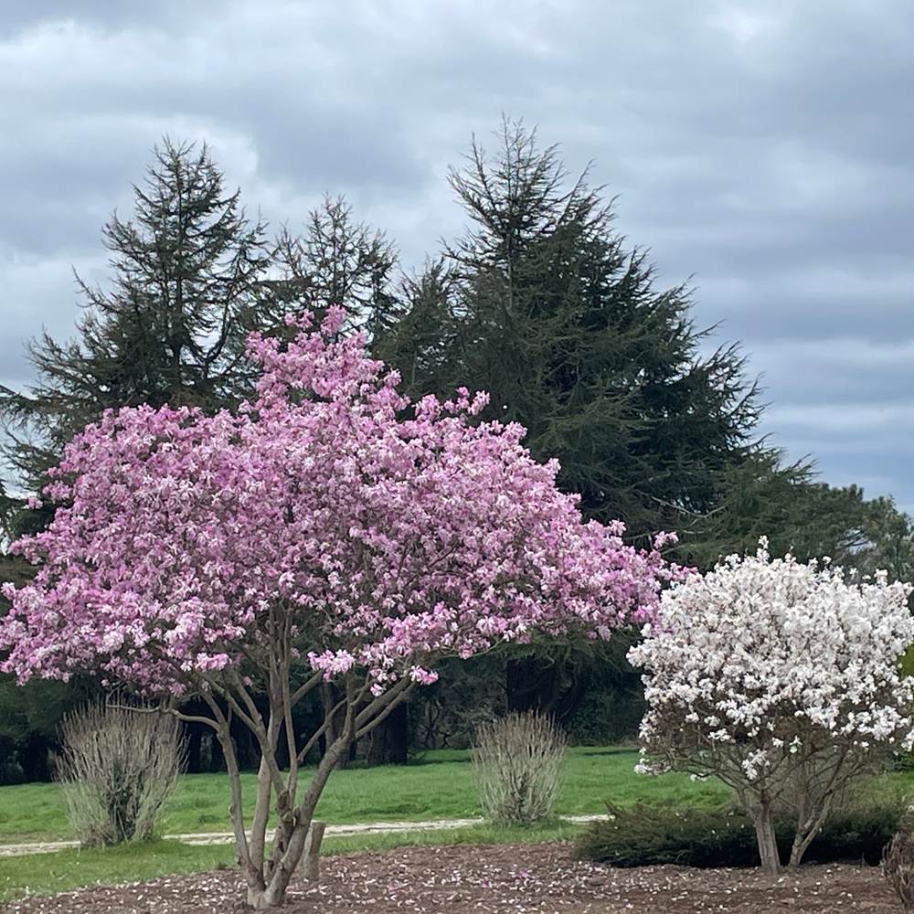 Jardin le 21 mars 2025-gallery