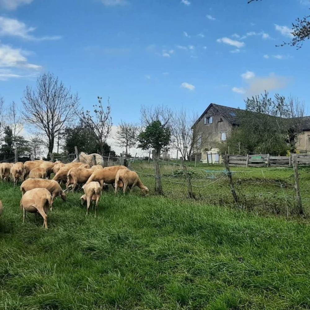 brebis-nature-aveyron-connexion-vivant-saisonnee-maison-hotes.jpg-gallery