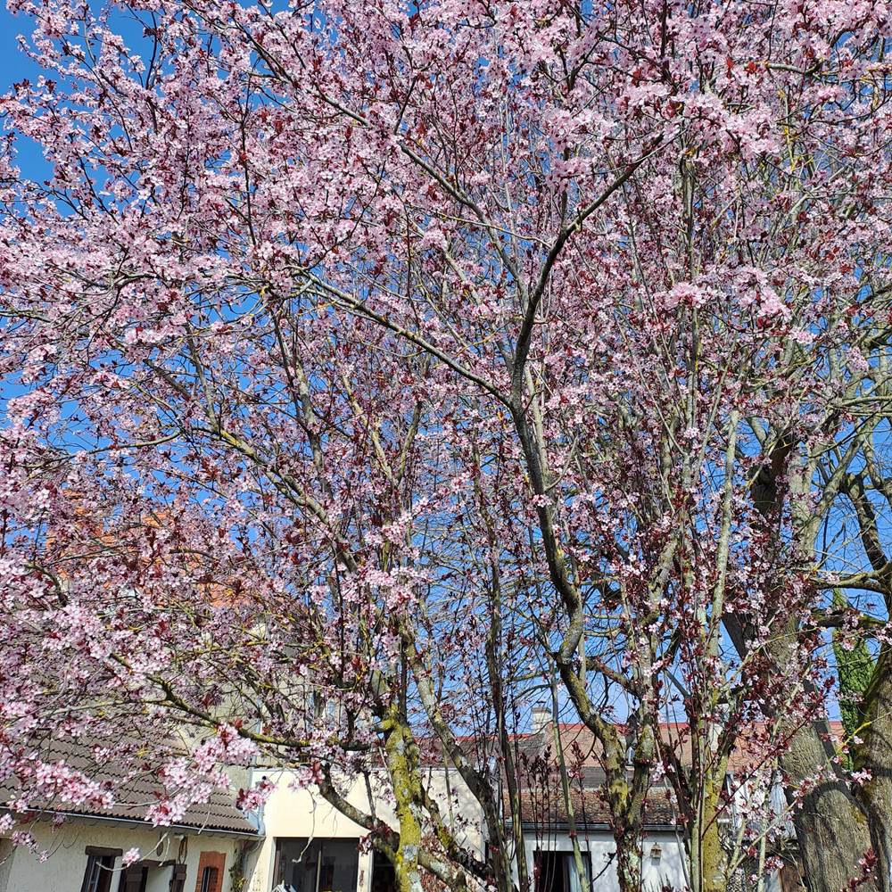 Le printemps, magnifique !!-gallery