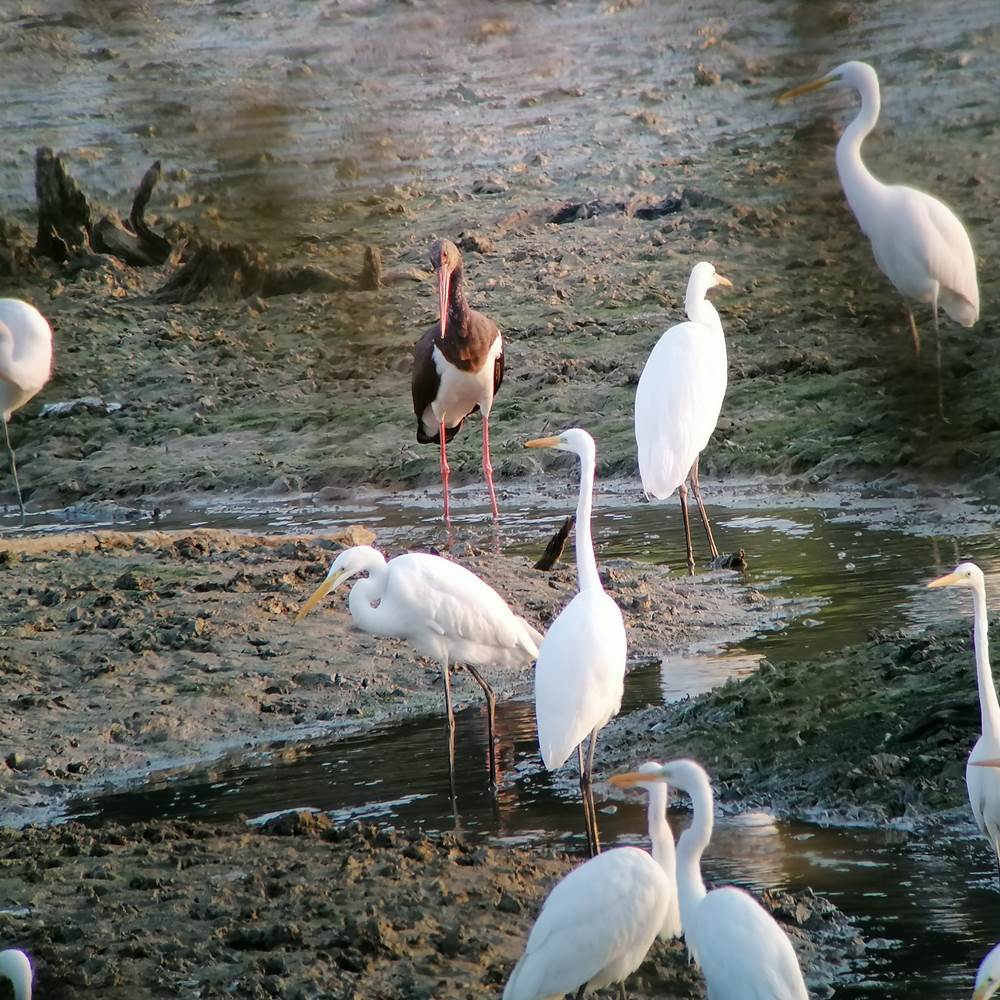 IMG_20191012_182642-presta