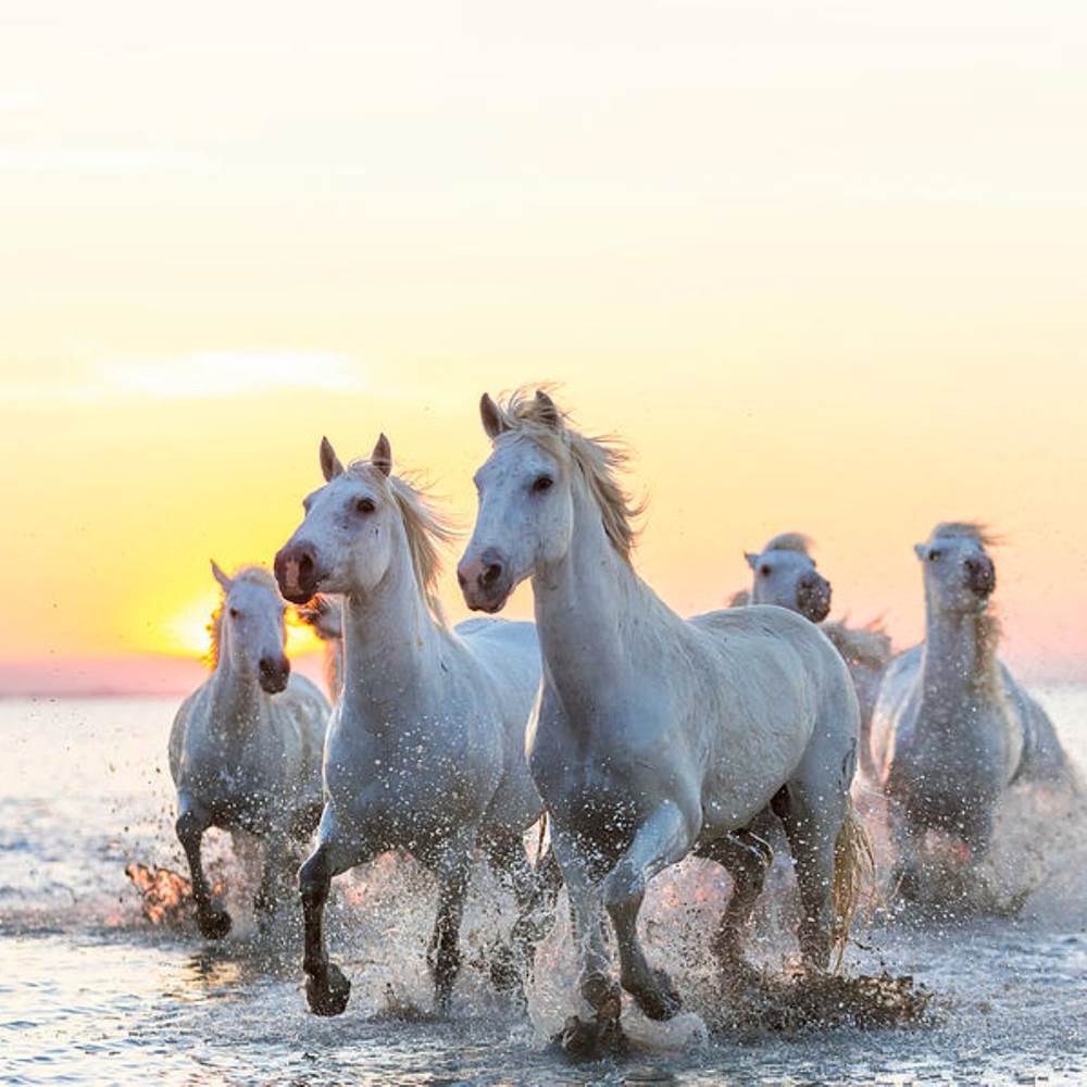 camargue-white-horses-running-in-water-peter-adams-presta