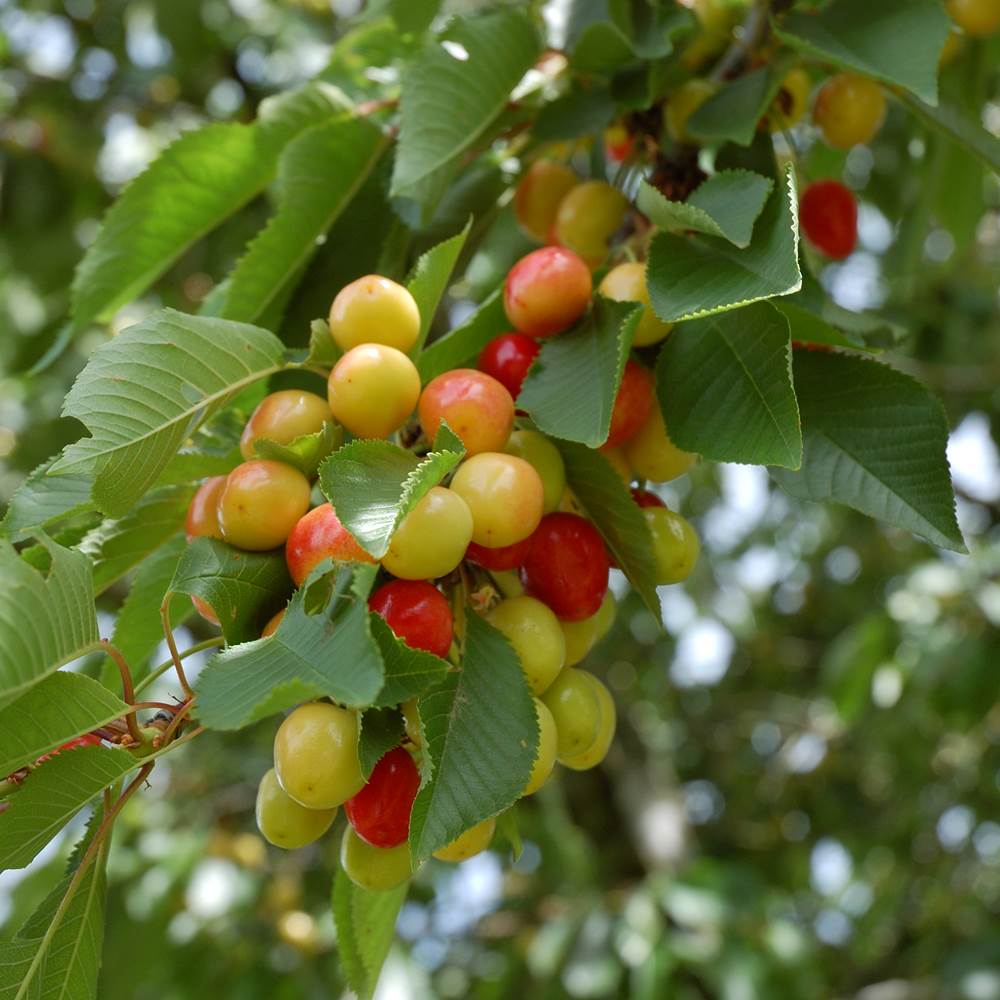 Cerises