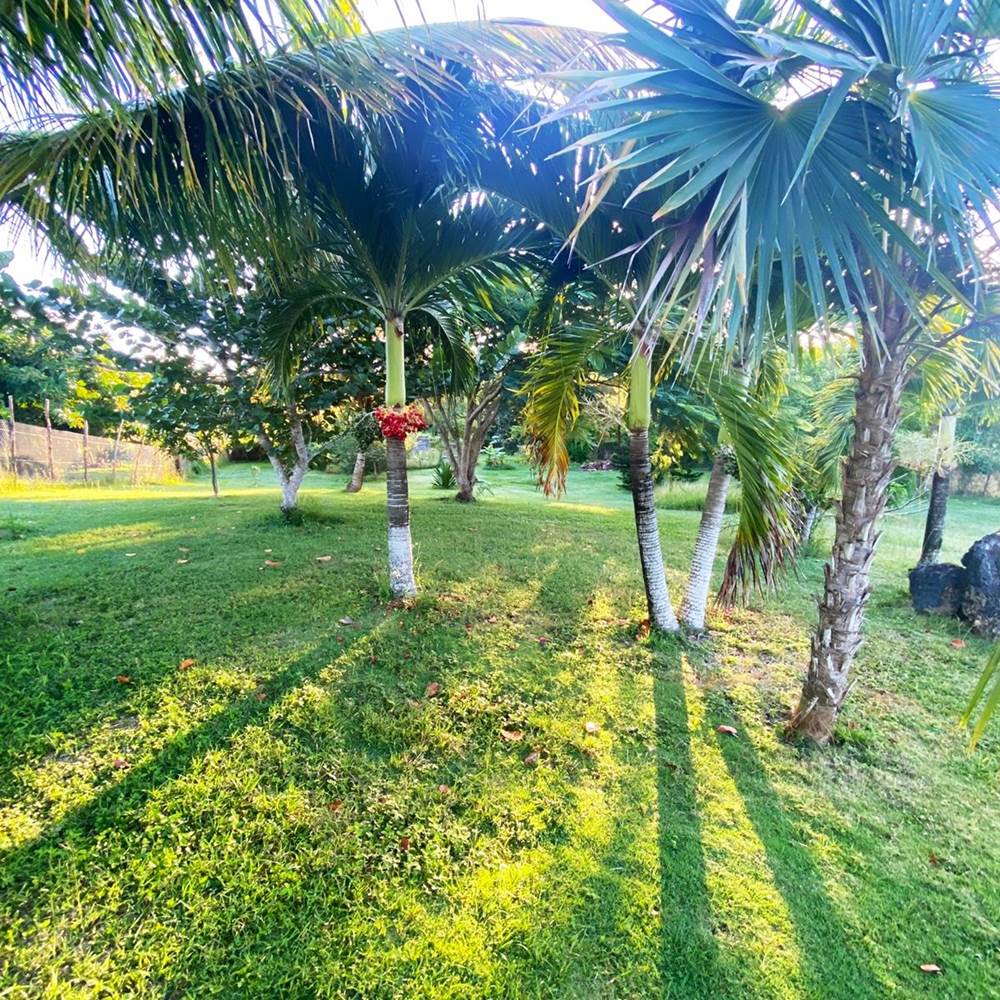 Palmiers Saint Louis Marie Galante Mounkapousse-presta
