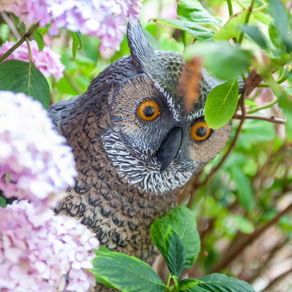 L'Heure Bleue•2020-07-10_Pidz-124•WEB-presta