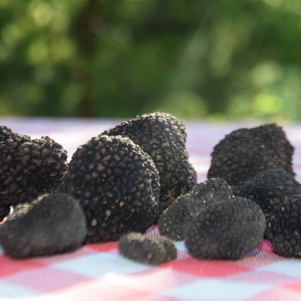 Récolte de truffes-presta