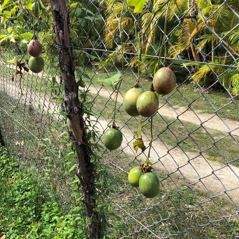 Fruit de la passion jardin MounKaPoussé-presta