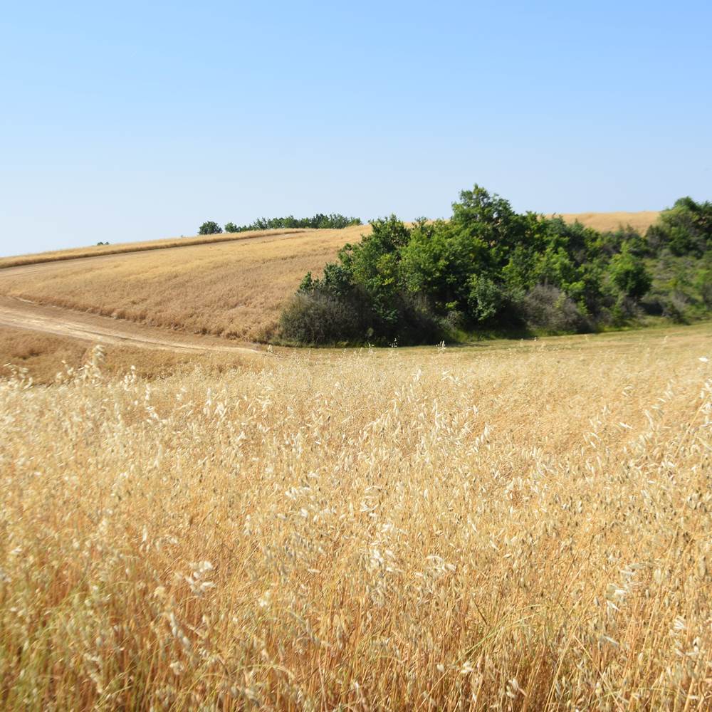 Épis d'or du Quercy-presta