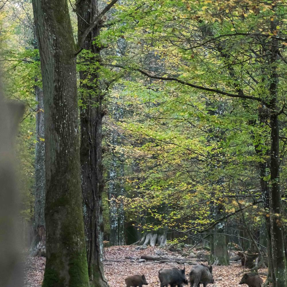 Faune sauvage