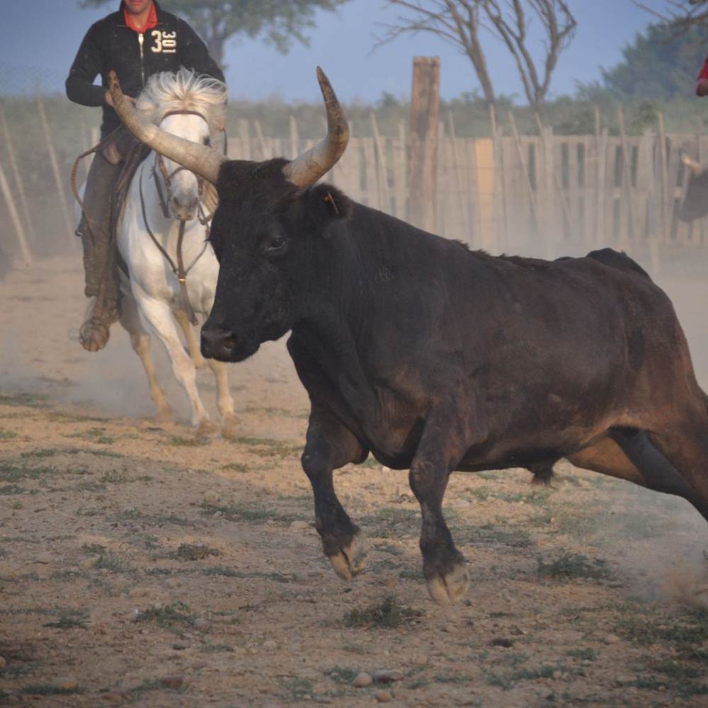 taureau-camarguais-338371e8-3f3d-4174-b6cb-473ba71555aa-gallery