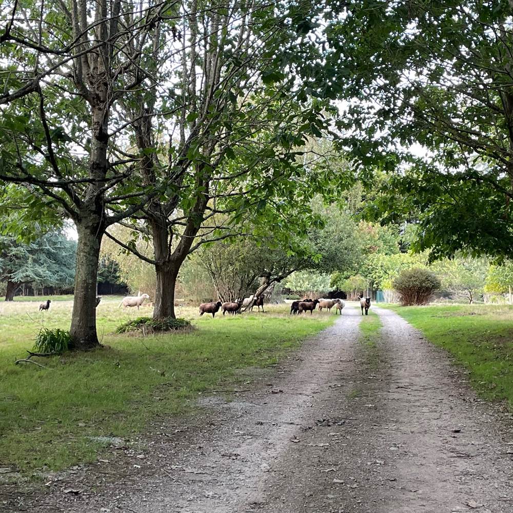 Moutons et allée-gallery