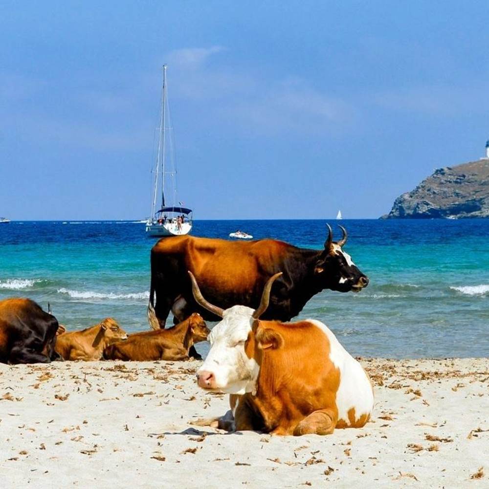 Détente sur la plage de Barcaggio-presta