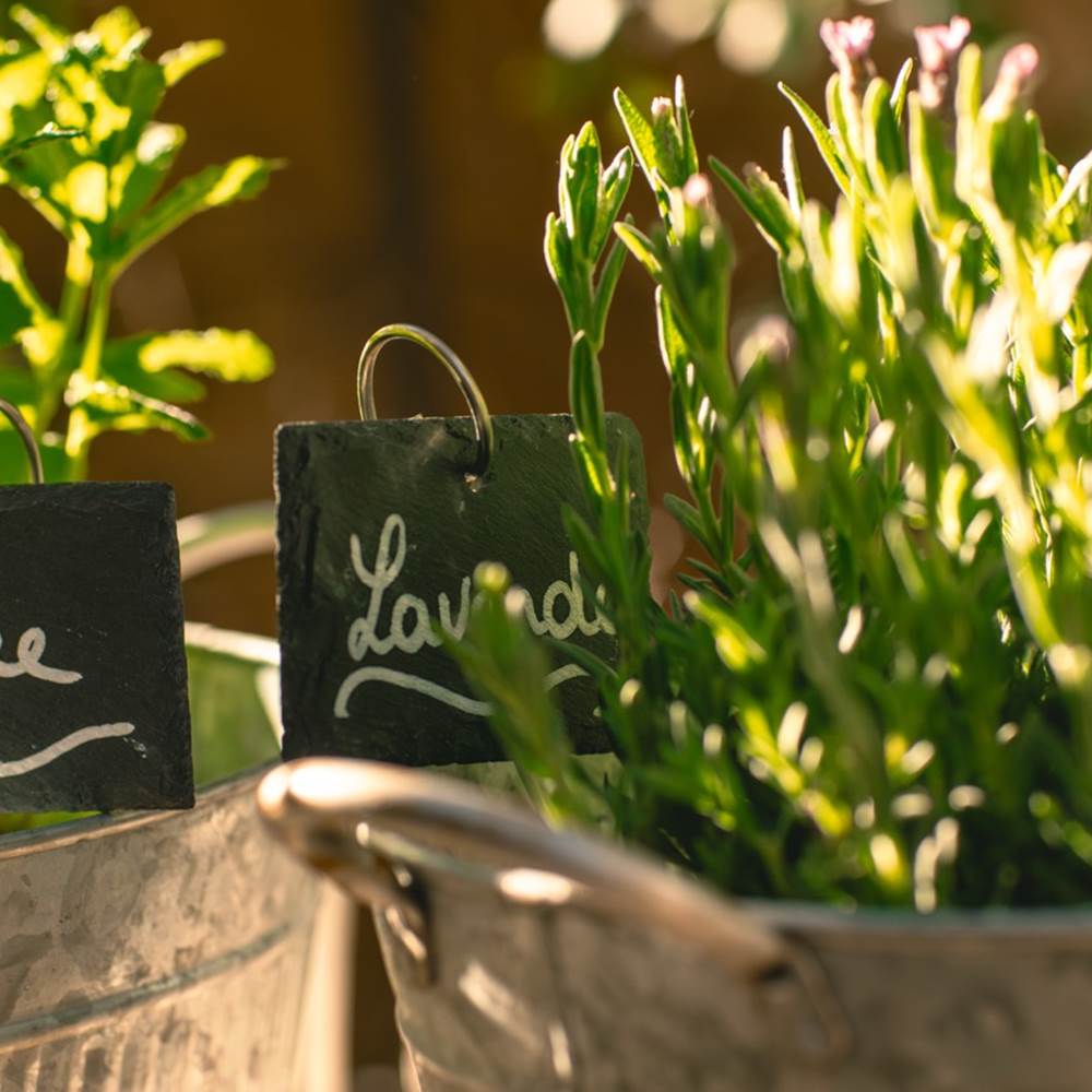 Plantes aromatiques-gallery