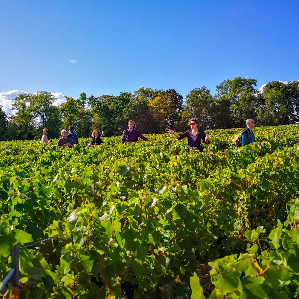 Balade dans les vignes