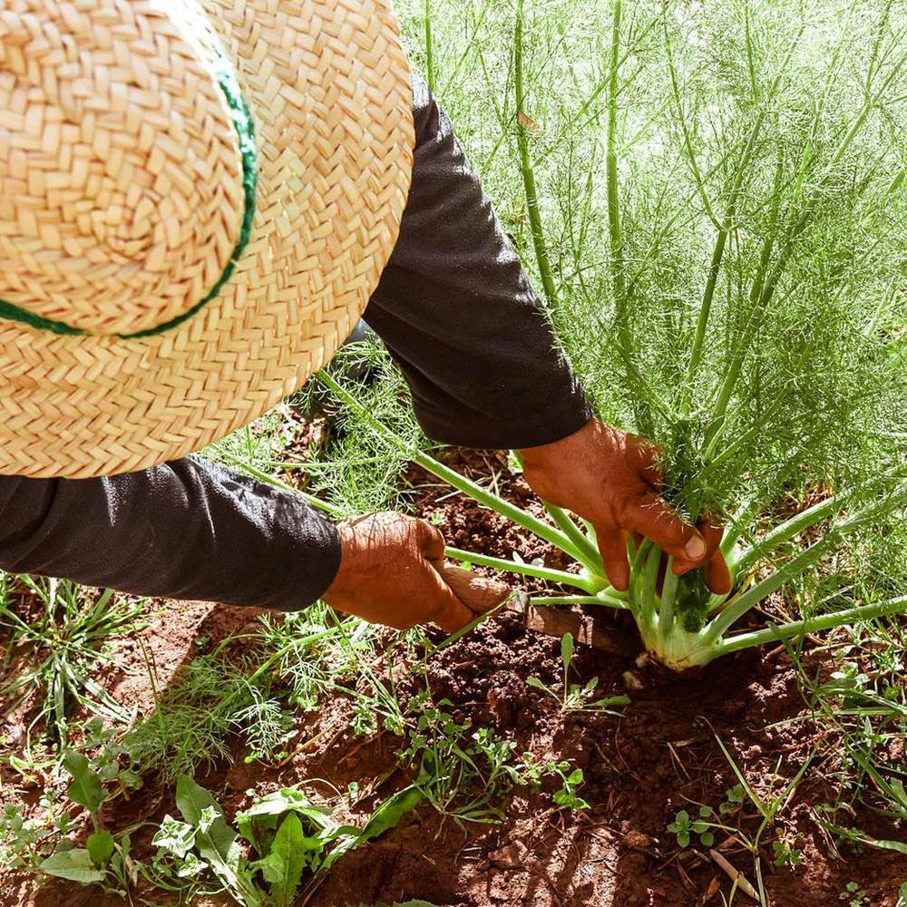 POTAGER-presta