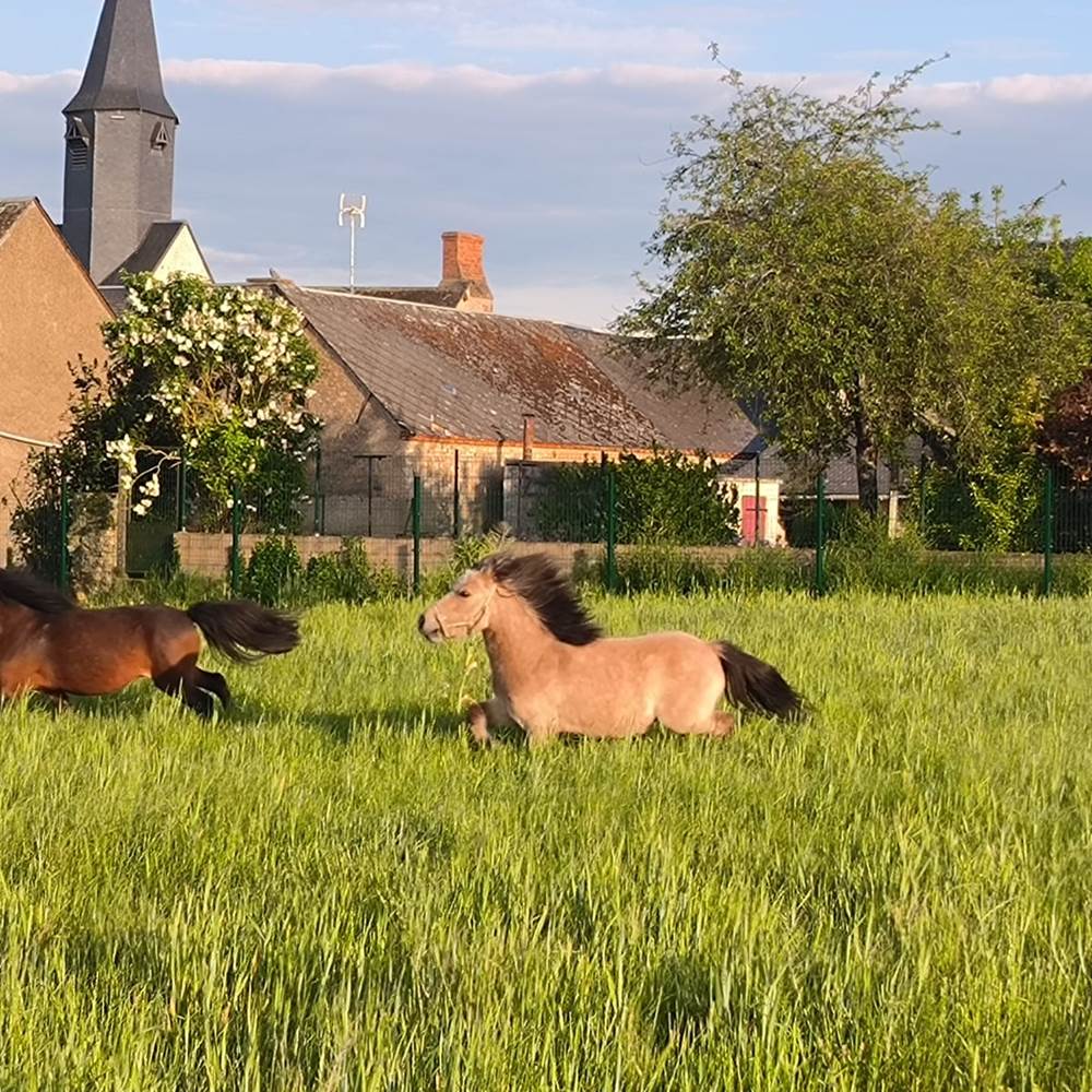 vue sur la prairie