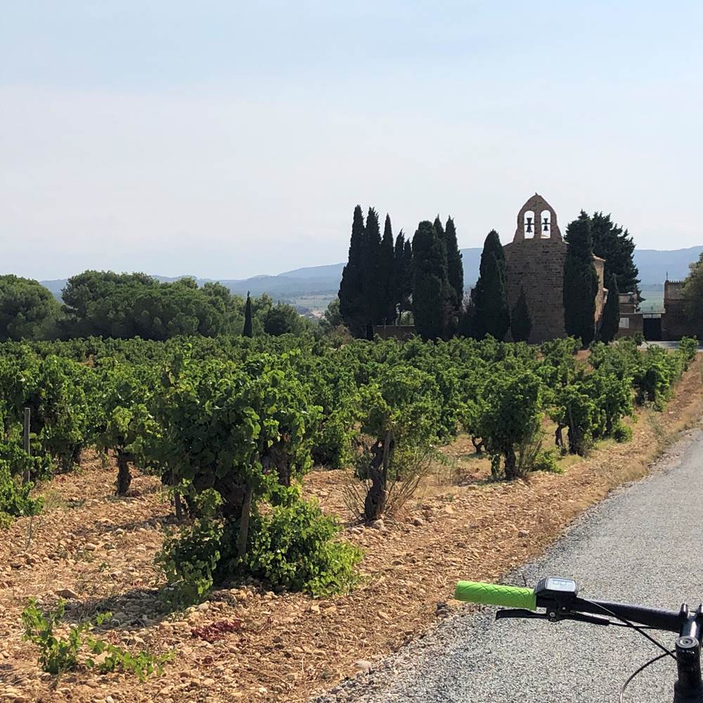 balade en VTT électrique dans les vignes-presta