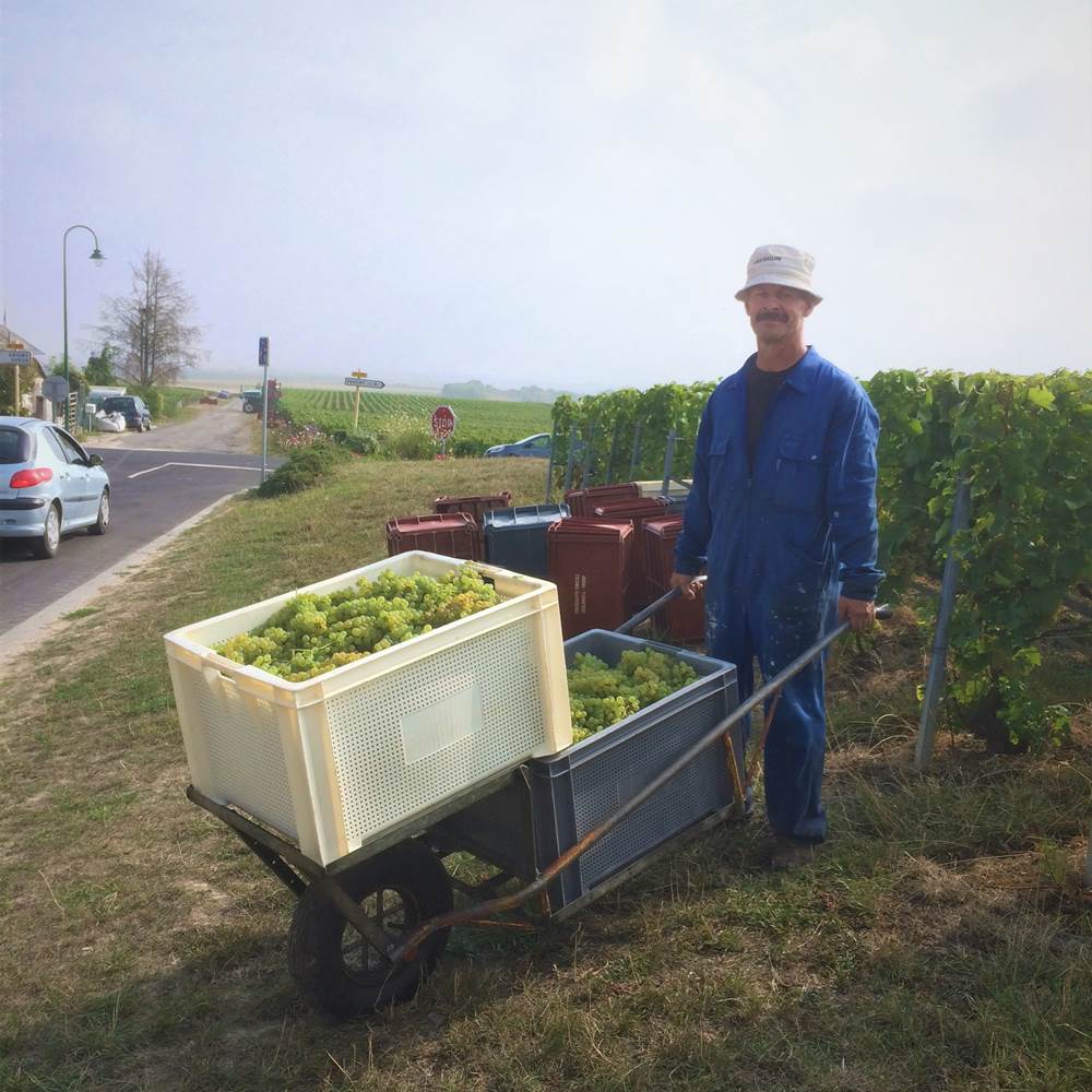 Vendanges en Champagne-gallery