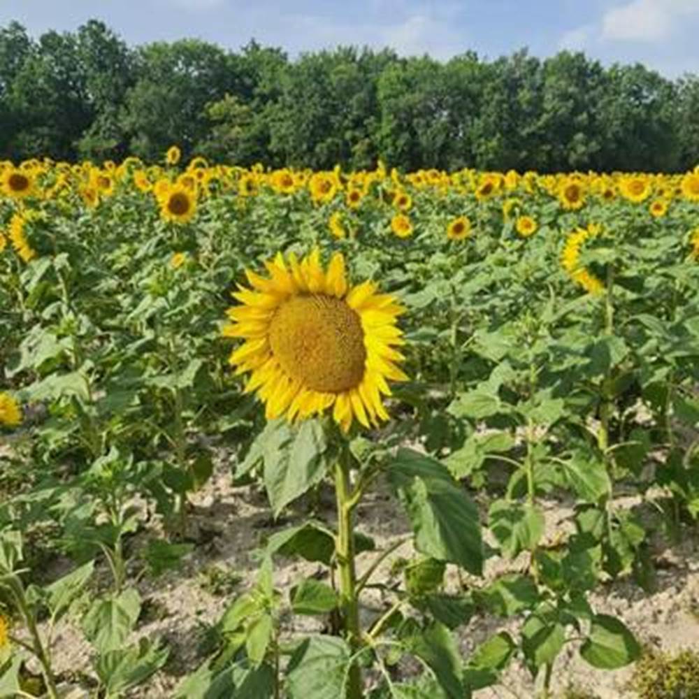 Sunflower fields nearby-presta