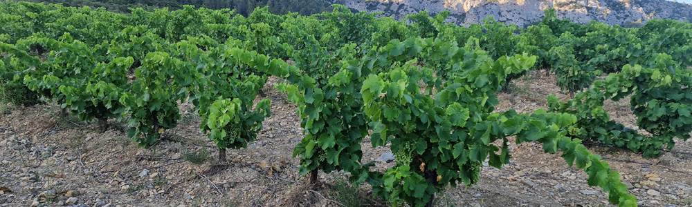 -bg-mentions-legales