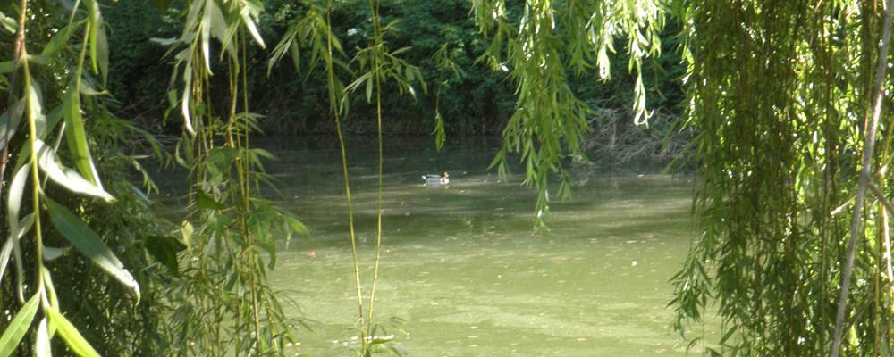 Notre ami le colvert en ballade