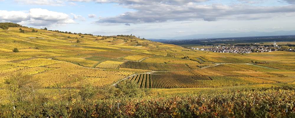GÎTE VIGNOBLE ALSACE KAYSERSBERG  Vignoble