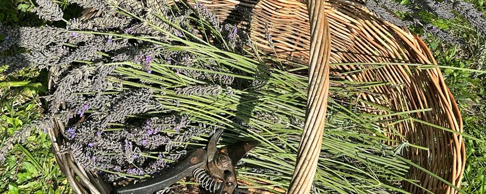 les abeilles se sont régalé tout l'été avec notre lavande