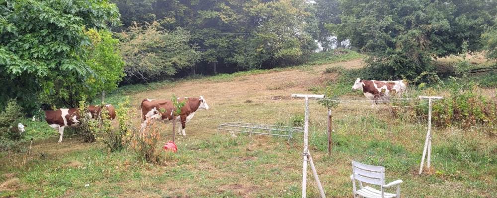 Nos vaches montbéliardes