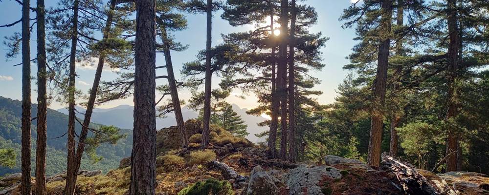la forêt d'Aïtone
