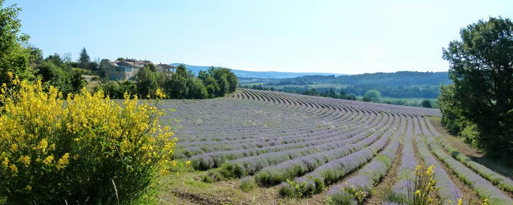 Aurel et ses champs de lavande