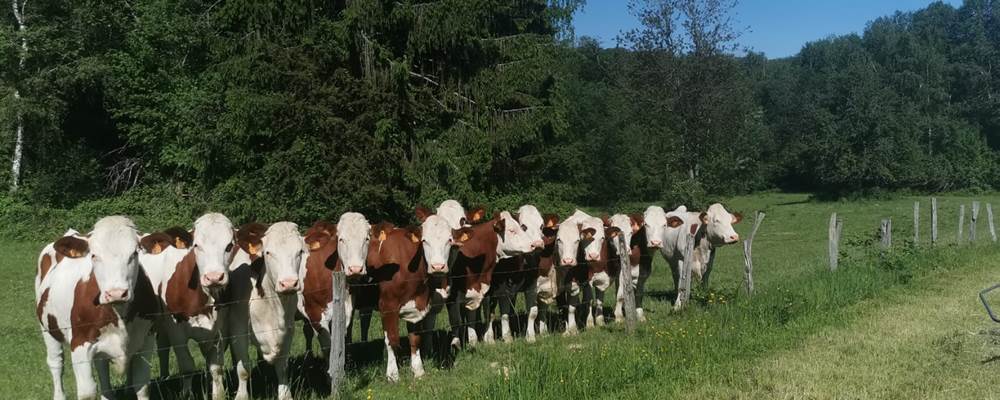 Nos vaches montbéliardes