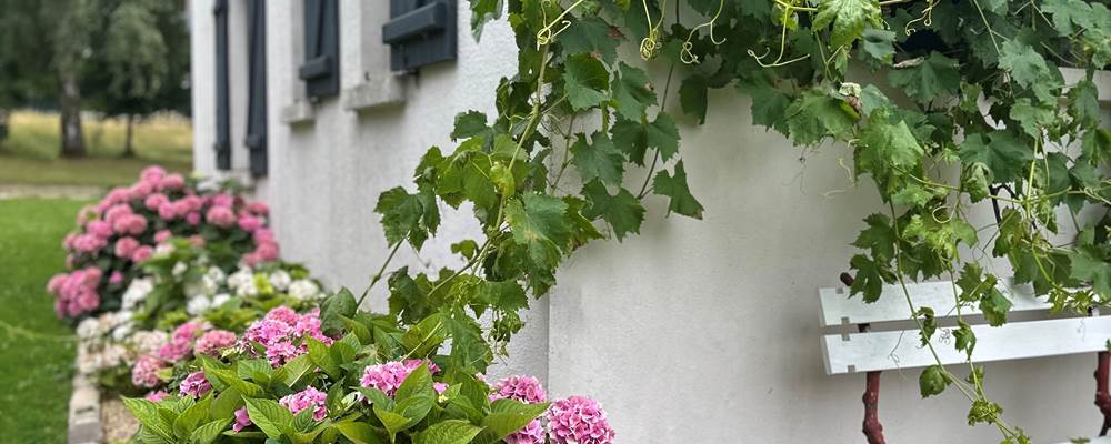 des hortensias, des roses , des ruches , des animaux , la nature