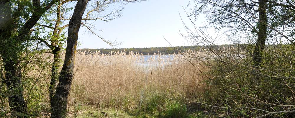 Paysage de Brenne